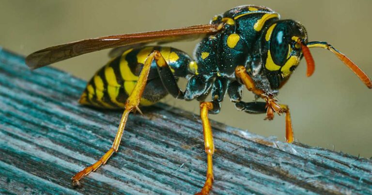 Introducing The Northern Giant Hornet: A Name Change To Reduce Fear And ...