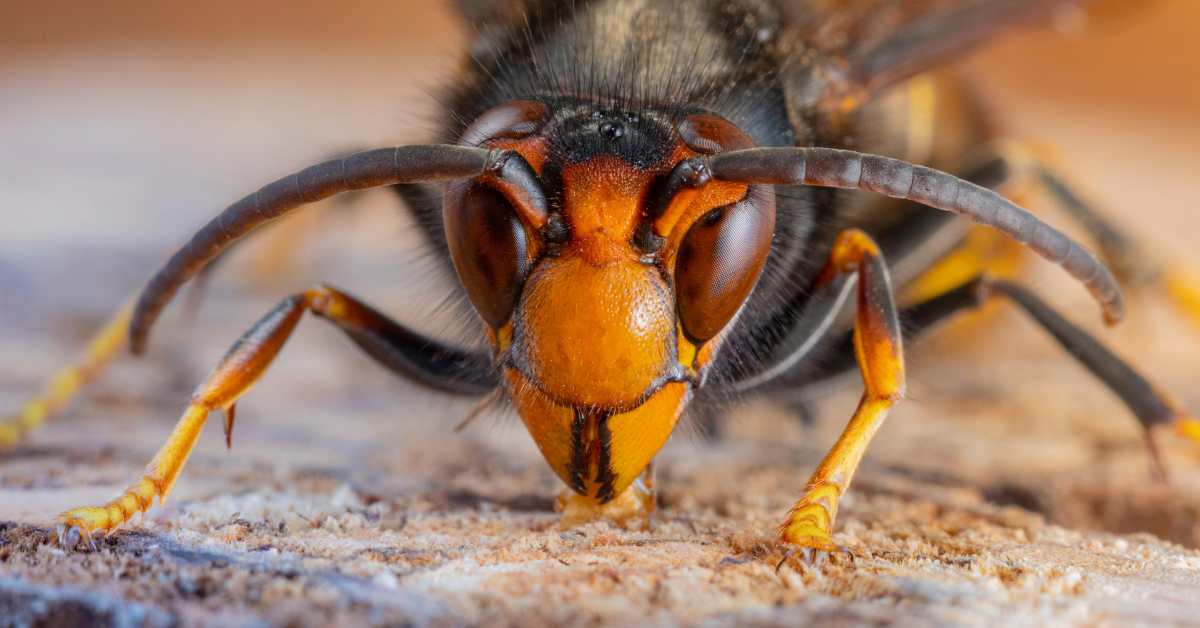 Tracking and Monitoring the Northern Giant Hornet. Giant Asian Hornets