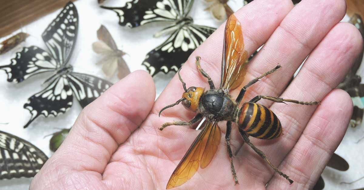 How Many People Die Each Year from Giant Asian Hornet Attacks