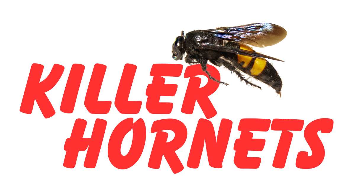 What It’s Like To Be Stung By A Murder Hornet? - Killer Hornets